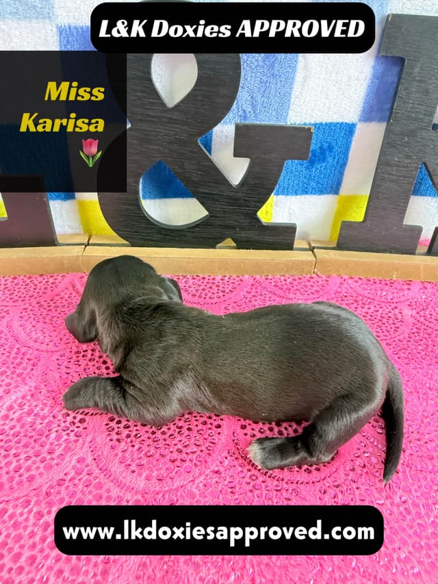 Mini Dachshund Puppies 785-821-1920 media 15