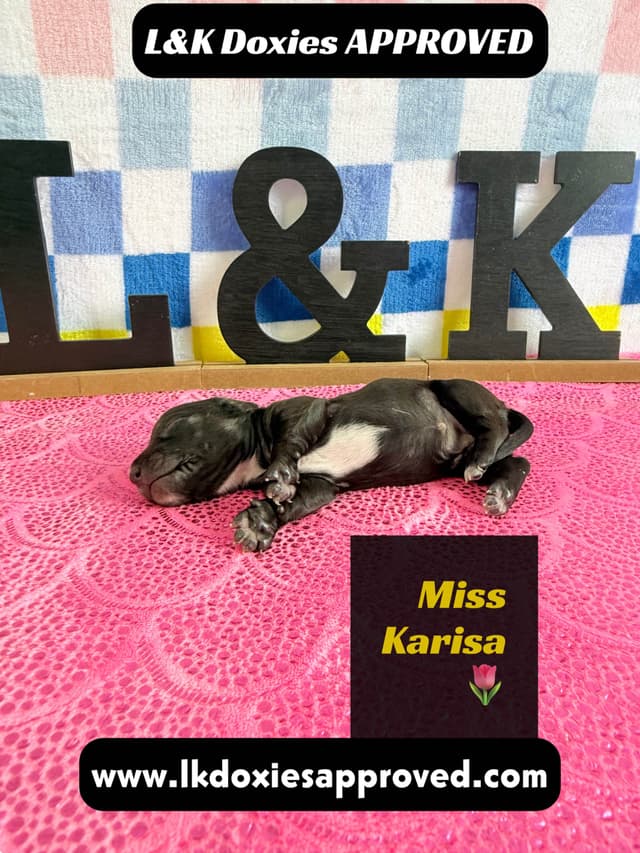 Mini Dachshund Puppies 785-821-1920 media 16