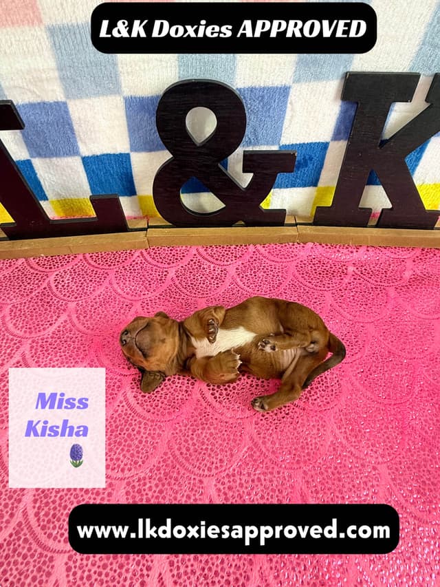Mini Dachshund Puppies 785-821-1920 media 17