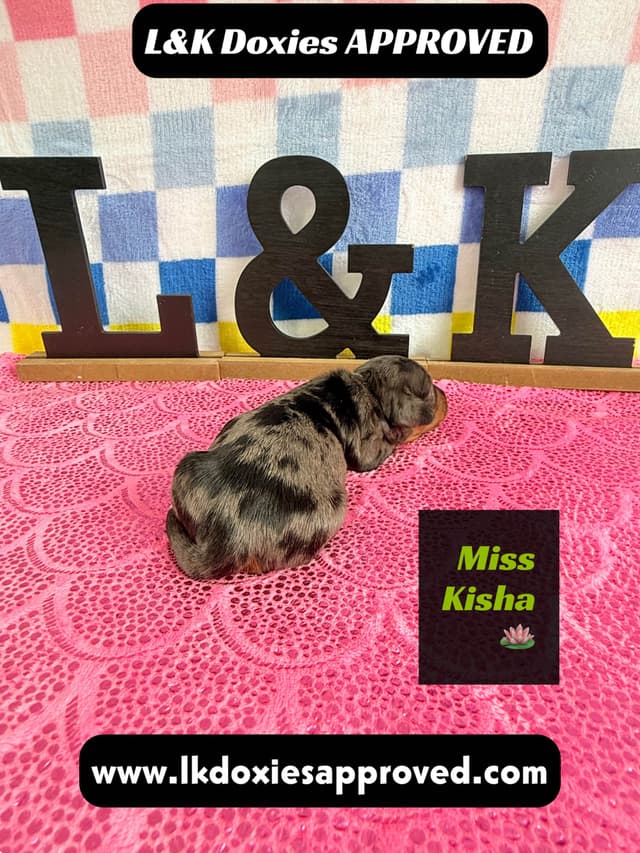 Mini Dachshund Puppies 785-821-1920 media 19