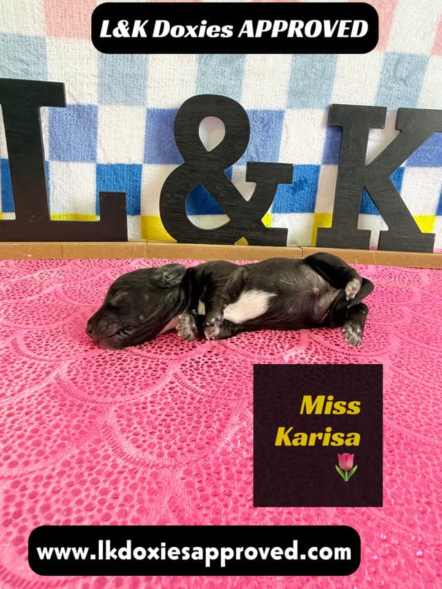 Mini Dachshund Puppies 785-821-1920 media 20