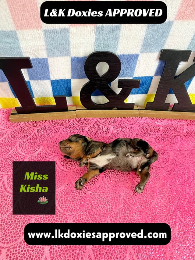 Mini Dachshund Puppies 785-821-1920 media 18