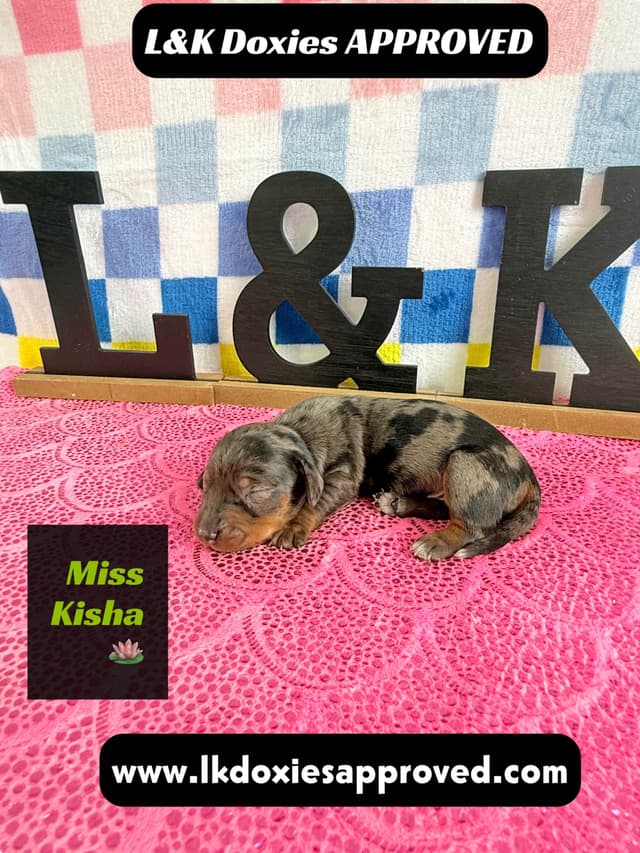 Mini Dachshund Puppies 785-821-1920 media 21