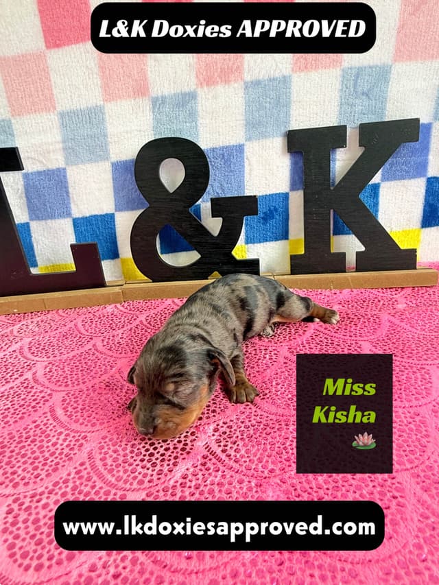 Mini Dachshund Puppies 785-821-1920 media 22