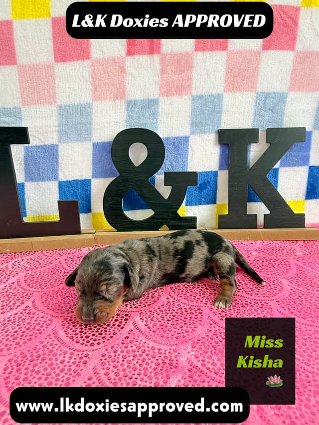 Mini Dachshund Puppies 785-821-1920 media 23