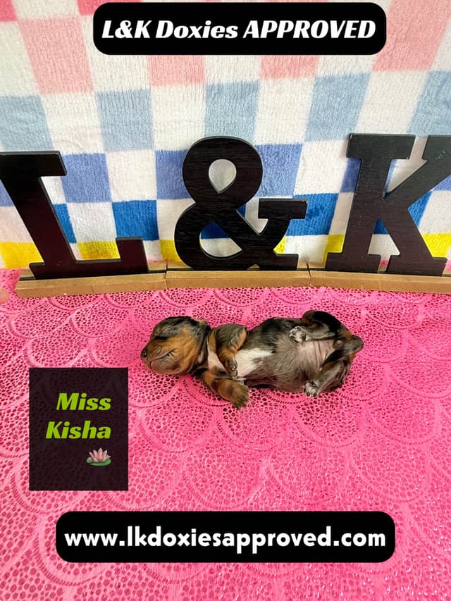 Mini Dachshund Puppies 785-821-1920 media 24