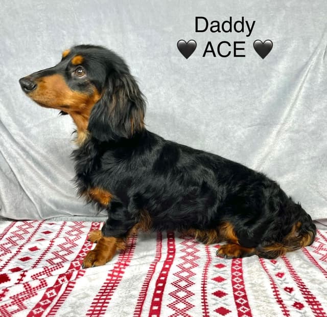 Mini Dachshund Puppies 785-821-1920 media 6