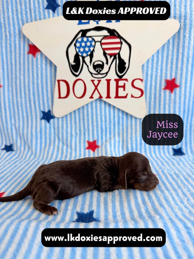 Mini Dachshund Puppies 785-821-1920 media 3