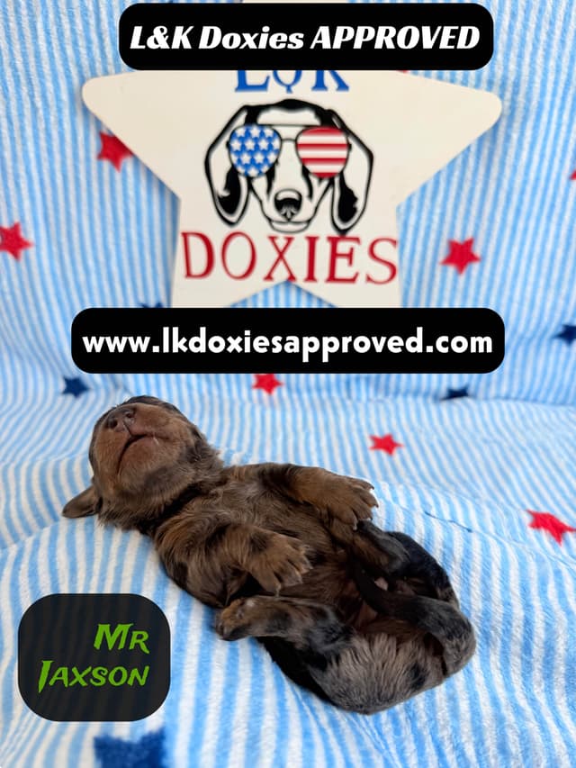 Mini Dachshund Puppies 785-821-1920 media 4