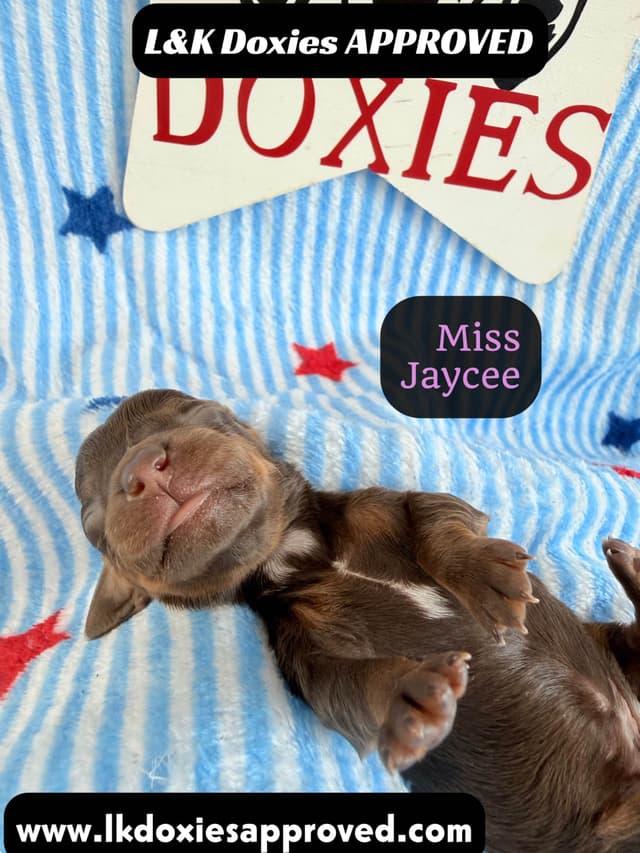 Mini Dachshund Puppies 785-821-1920 media 5