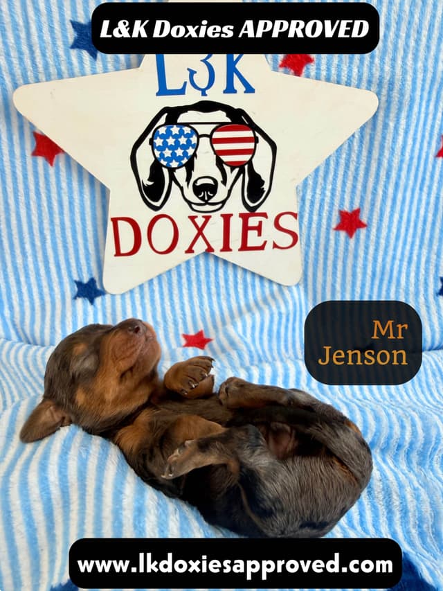 Mini Dachshund Puppies 785-821-1920 media 7