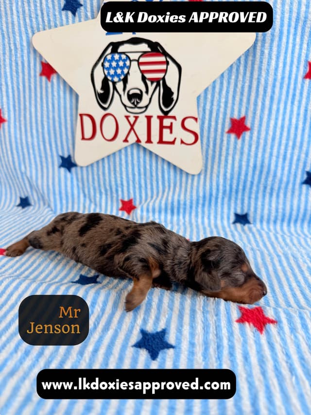 Mini Dachshund Puppies 785-821-1920 media 8