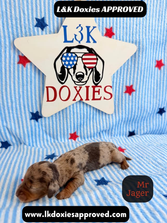 Mini Dachshund Puppies 785-821-1920 media 9