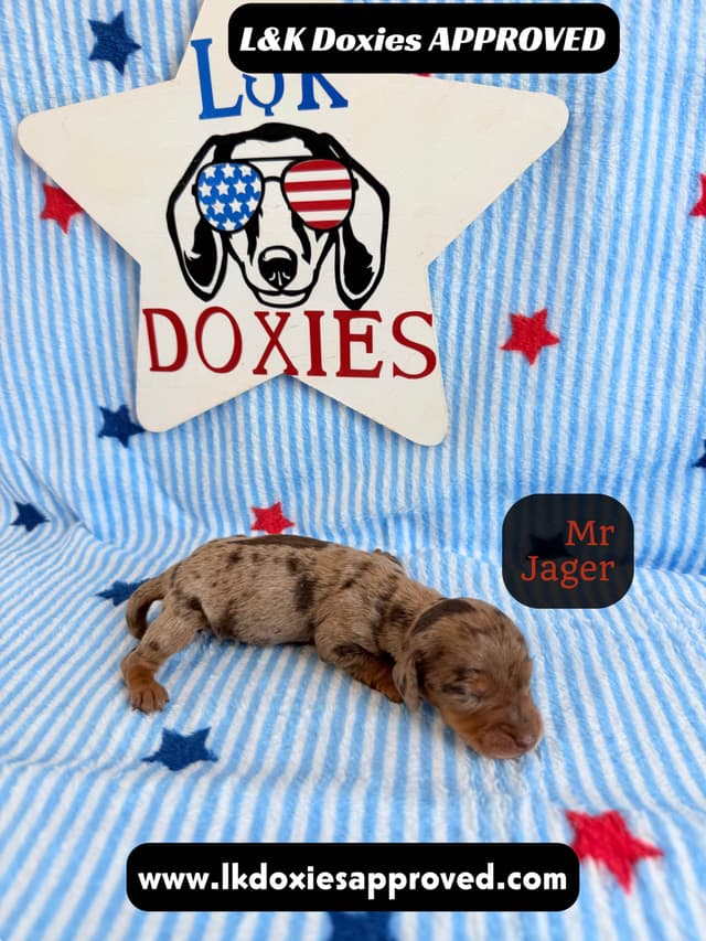 Mini Dachshund Puppies 785-821-1920 media 10