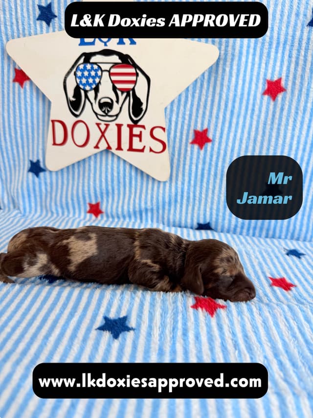 Mini Dachshund Puppies 785-821-1920 media 11