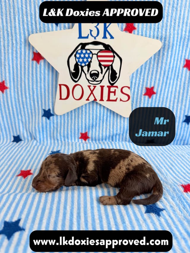 Mini Dachshund Puppies 785-821-1920 media 12
