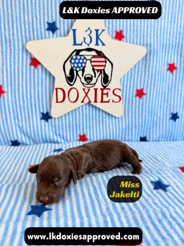 Mini Dachshund Puppies 785-821-1920 media 13