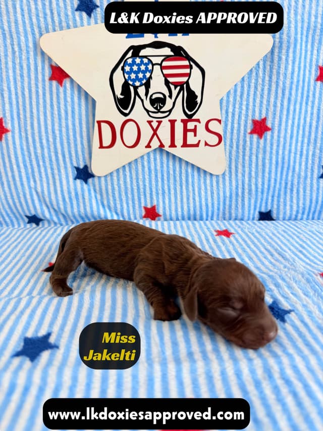 Mini Dachshund Puppies 785-821-1920 media 14
