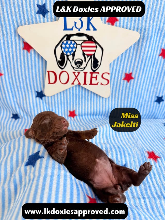 Mini Dachshund Puppies 785-821-1920 media 15