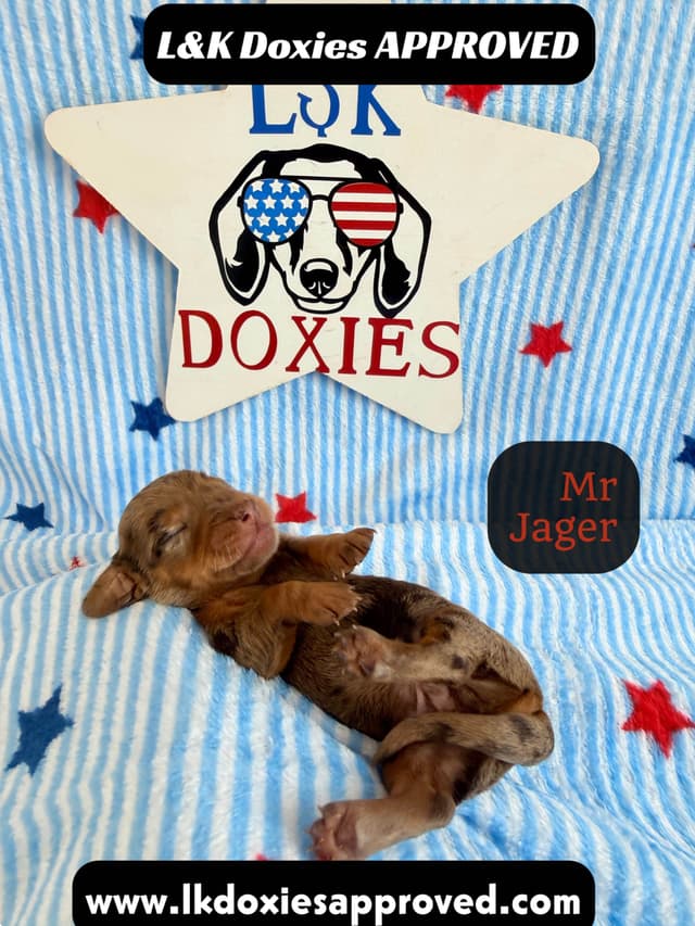 Mini Dachshund Puppies 785-821-1920 media 16