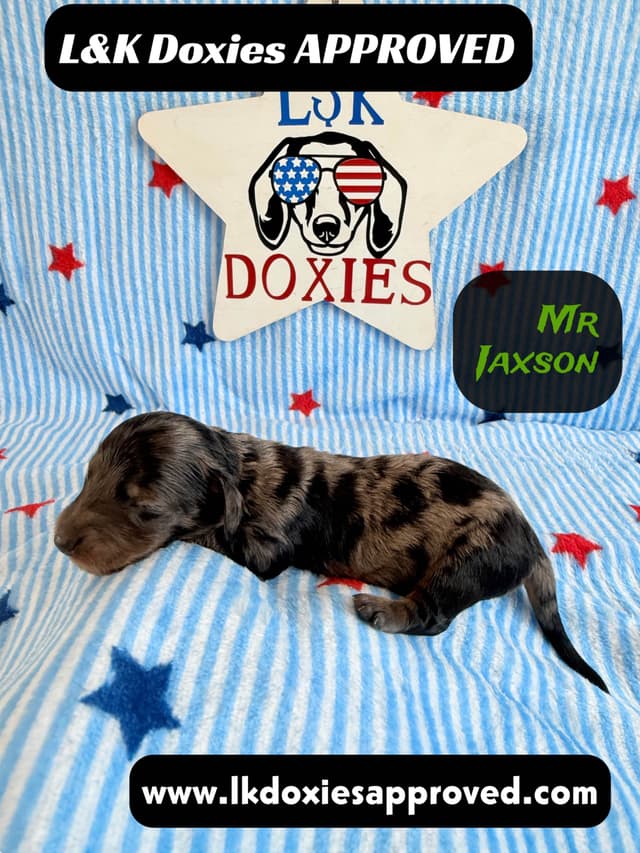 Mini Dachshund Puppies 785-821-1920 media 17