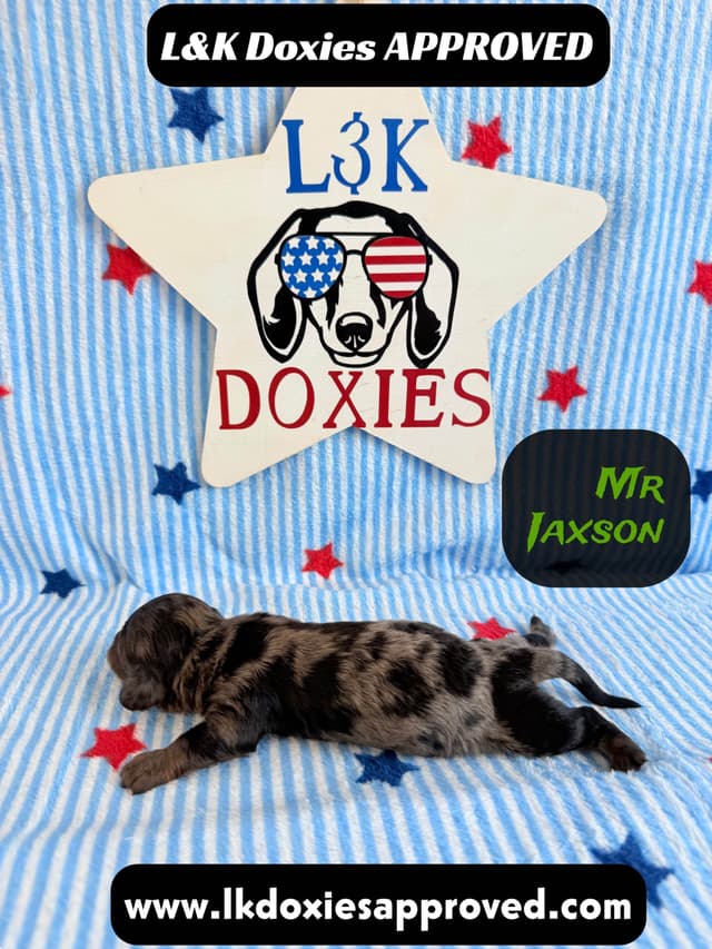 Mini Dachshund Puppies 785-821-1920 media 18