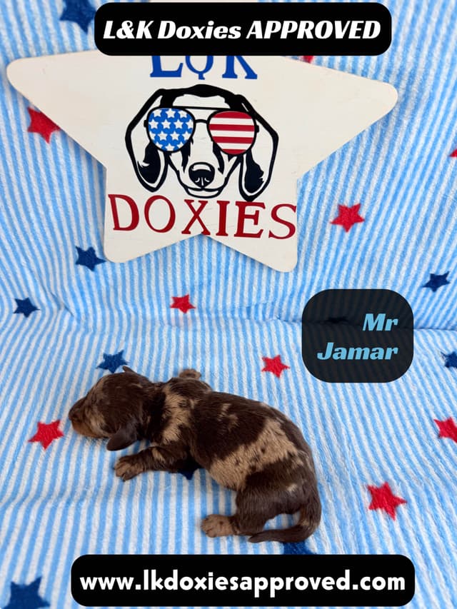 Mini Dachshund Puppies 785-821-1920 media 19