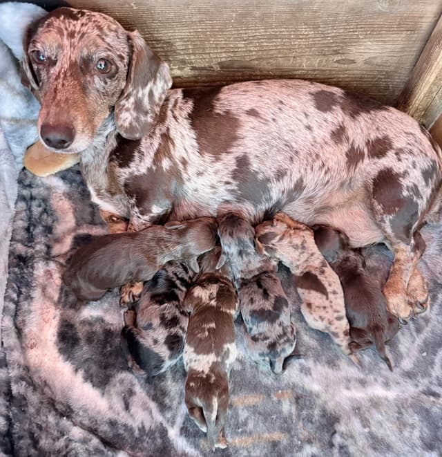 Mini Dachshund Puppies 785-821-1920 media 20