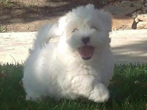 Coton de Tulear Puppies at Sutter Buttes Coton De Tulear breeder image 1