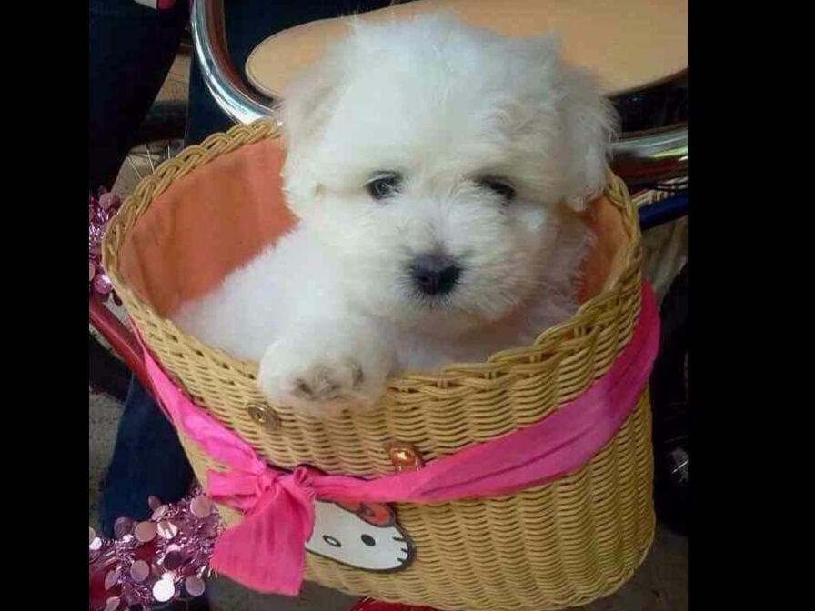 Coton de Tulear Puppies at Sutter Buttes Coton De Tulear breeder image 10