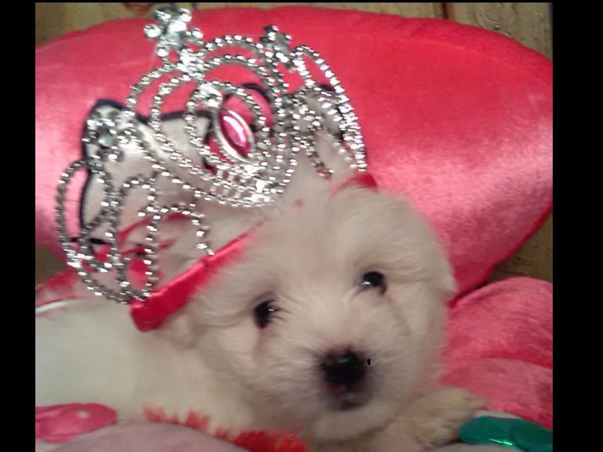 Coton de Tulear Puppies at Sutter Buttes Coton De Tulear breeder image 11