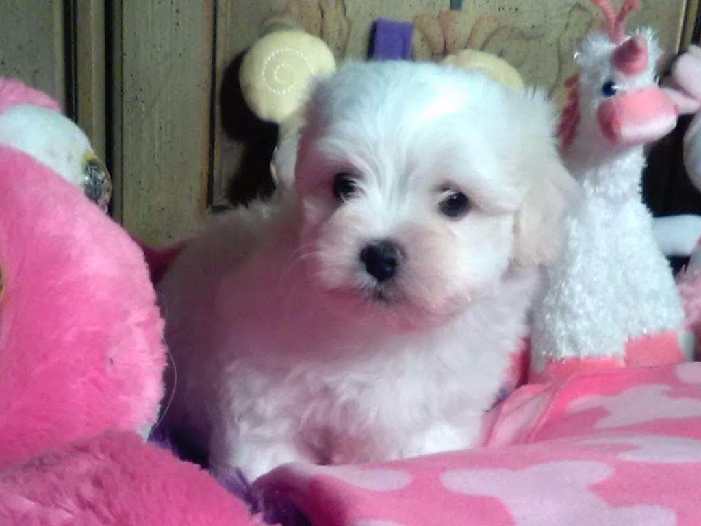 Coton de Tulear Puppies at Sutter Buttes Coton De Tulear breeder image 12