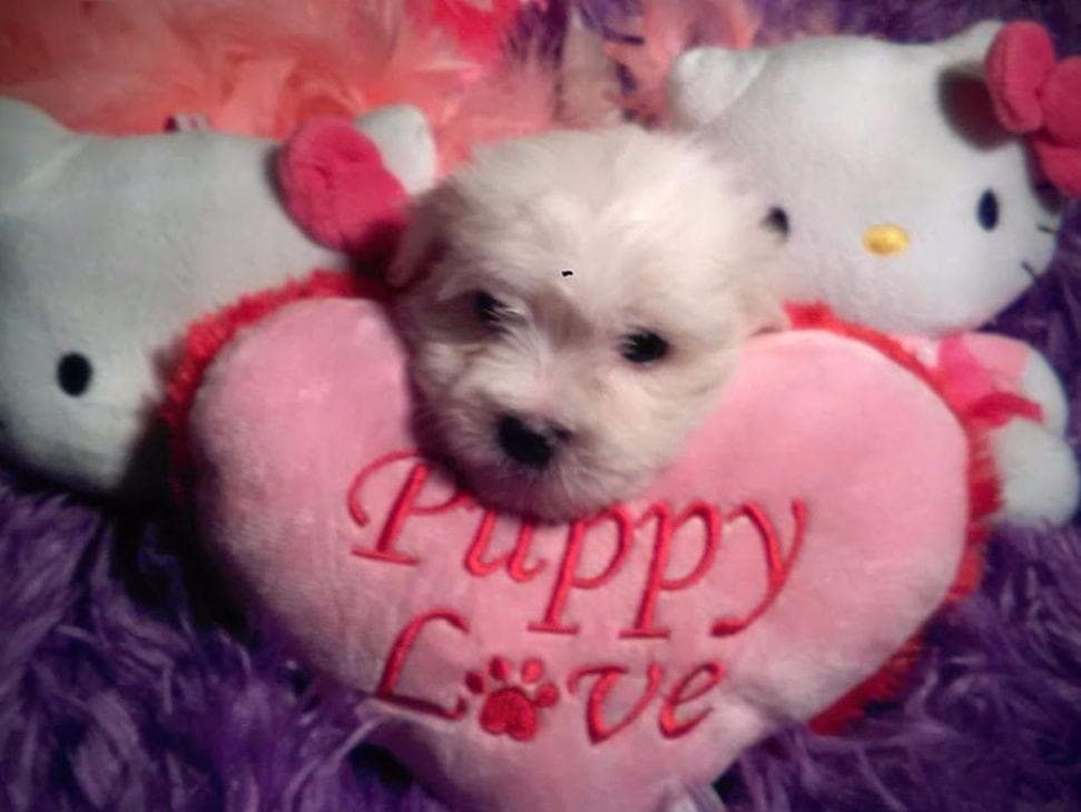 Coton de Tulear Puppies at Sutter Buttes Coton De Tulear breeder image 13