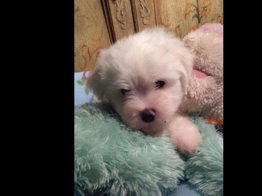 Coton de Tulear Puppies at Sutter Buttes Coton De Tulear breeder image 14