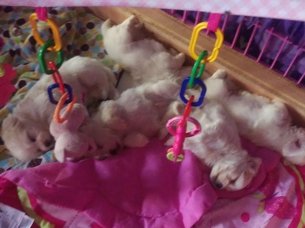 Coton de Tulear Puppies at Sutter Buttes Coton De Tulear breeder image 15