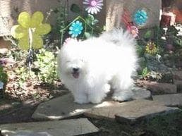 Coton de Tulear Puppies at Sutter Buttes Coton De Tulear breeder image 16