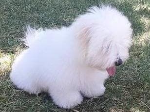 Coton de Tulear Puppies at Sutter Buttes Coton De Tulear breeder image 17