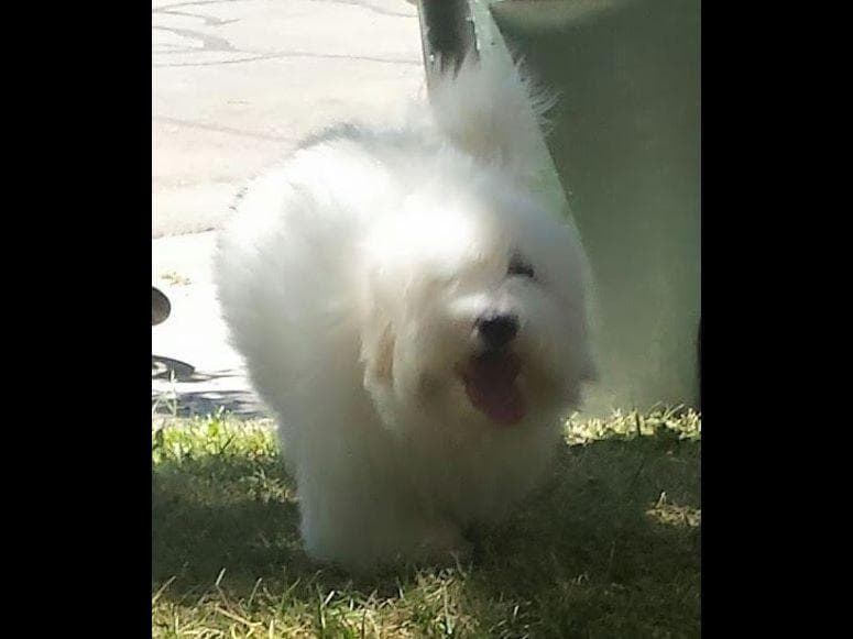 Coton de Tulear Puppies at Sutter Buttes Coton De Tulear breeder image 18
