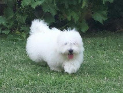 Coton de Tulear Puppies at Sutter Buttes Coton De Tulear breeder image 20