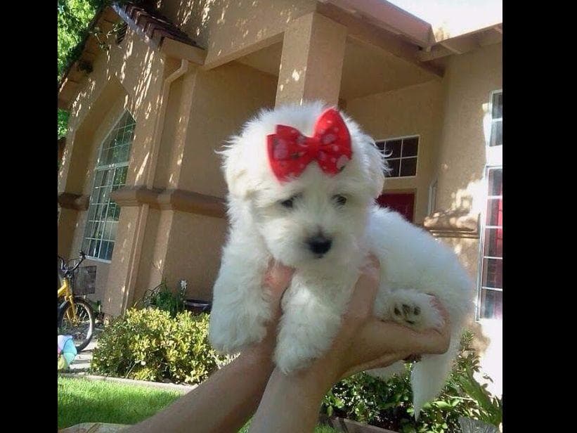 Coton de Tulear Puppies at Sutter Buttes Coton De Tulear breeder image 7