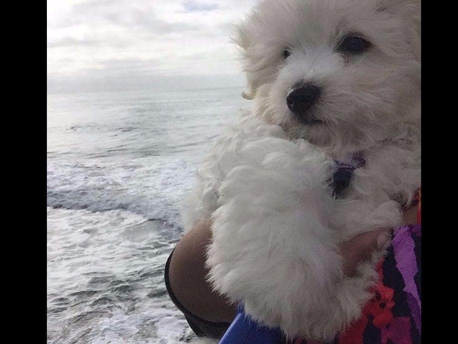 Coton de Tulear Puppies at Sutter Buttes Coton De Tulear breeder image 6