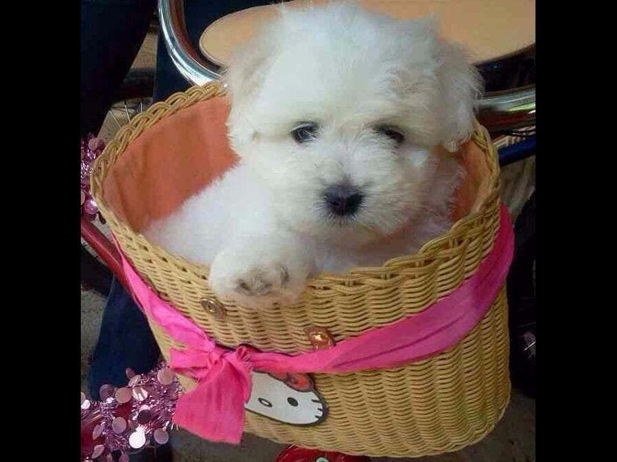 Coton de Tulear Puppies at Sutter Buttes Coton De Tulear breeder image 4