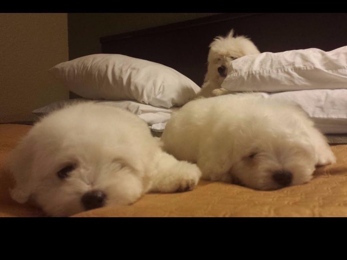 Coton de Tulear Puppies at Sutter Buttes Coton De Tulear breeder image 3