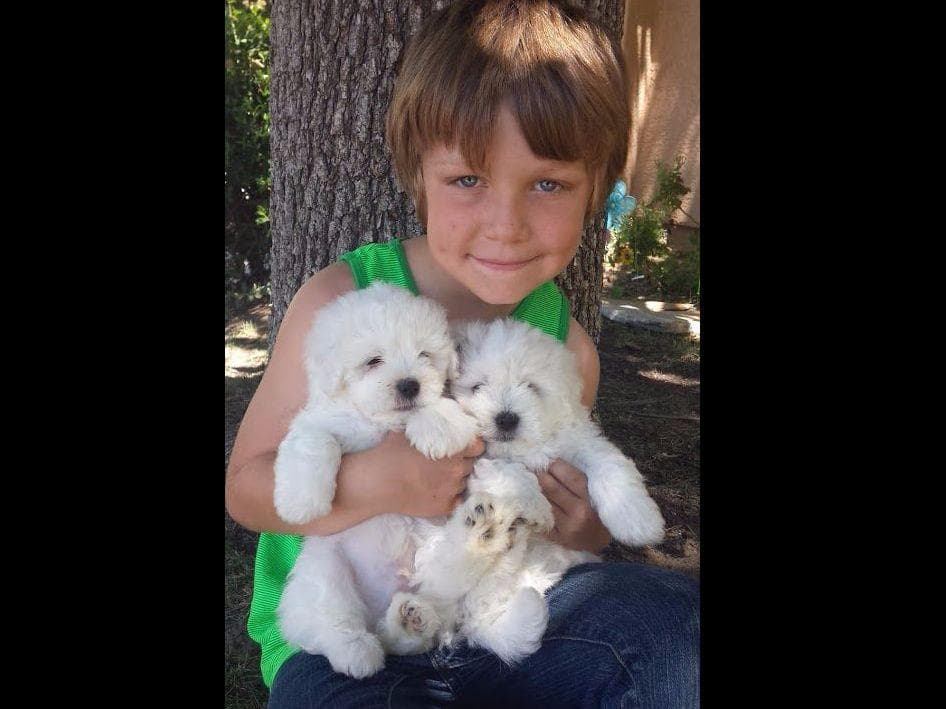 Coton de Tulear Puppies at Sutter Buttes Coton De Tulear breeder image 2