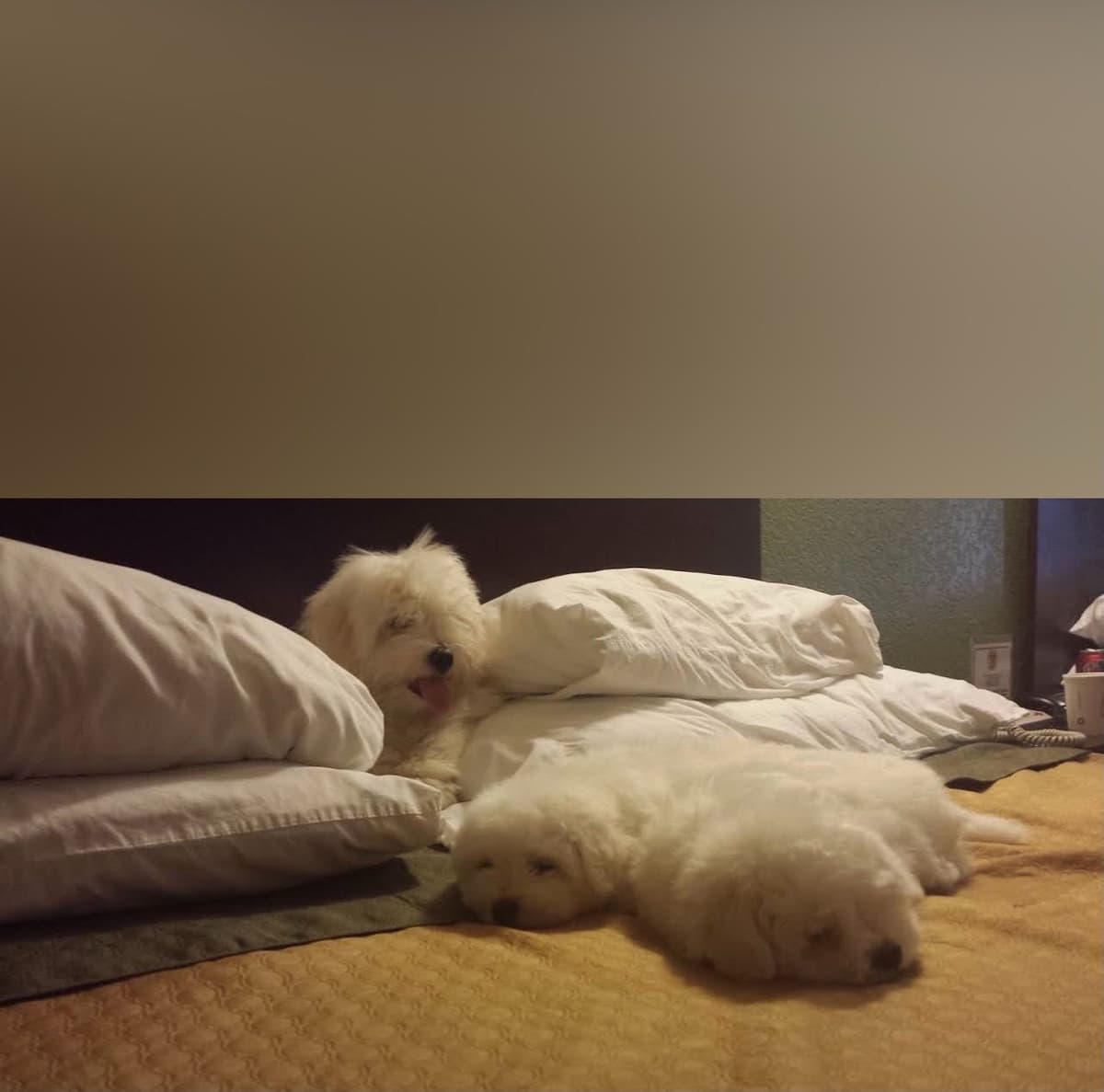 Coton de Tulear Puppies at Sutter Buttes Coton De Tulear breeder image 21