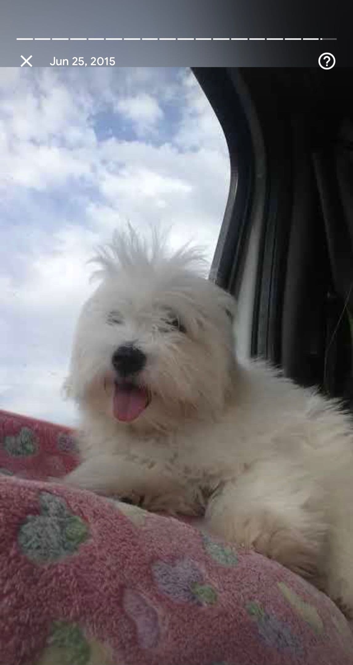Coton de Tulear Puppies at Sutter Buttes Coton De Tulear breeder image 22