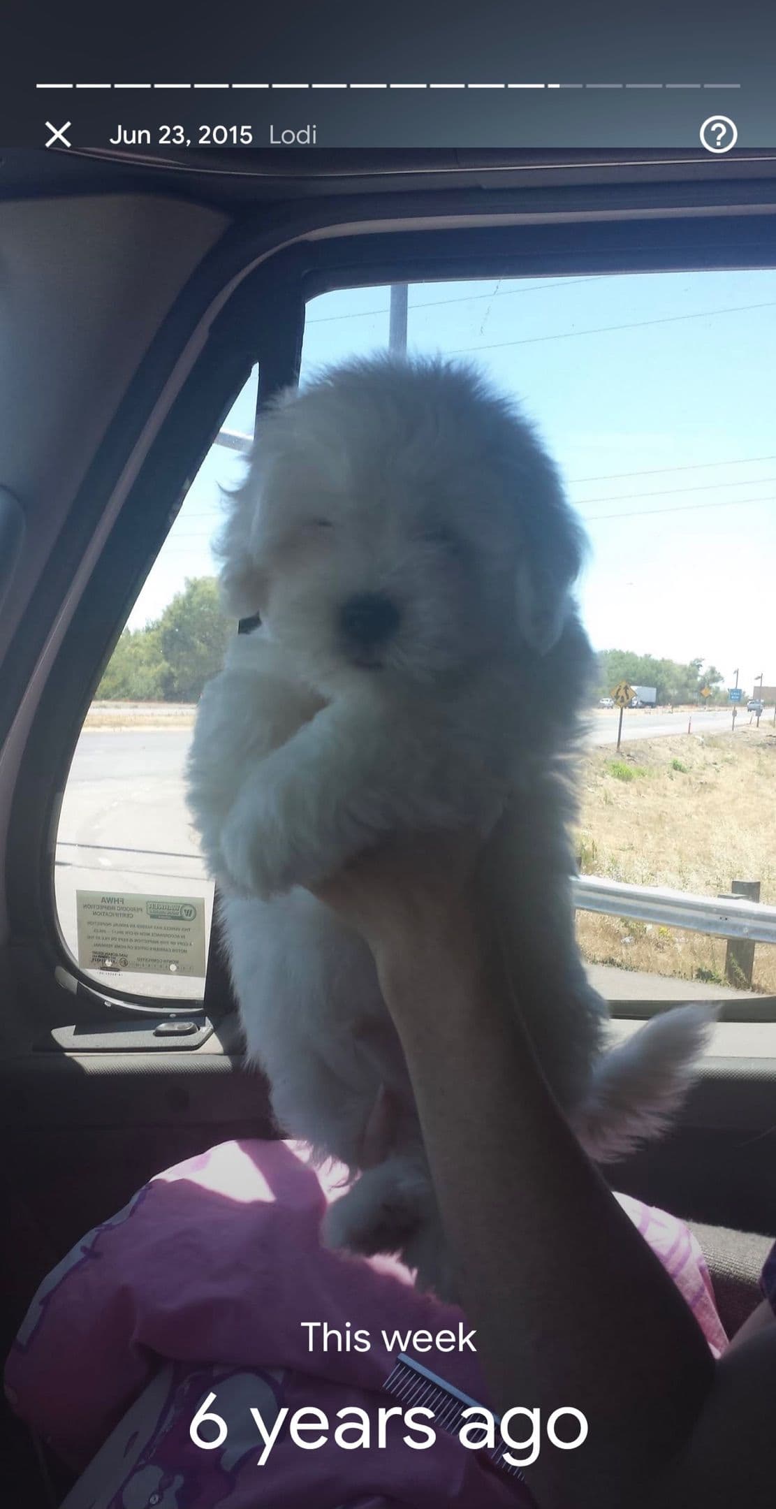 Coton de Tulear Puppies at Sutter Buttes Coton De Tulear breeder image 23
