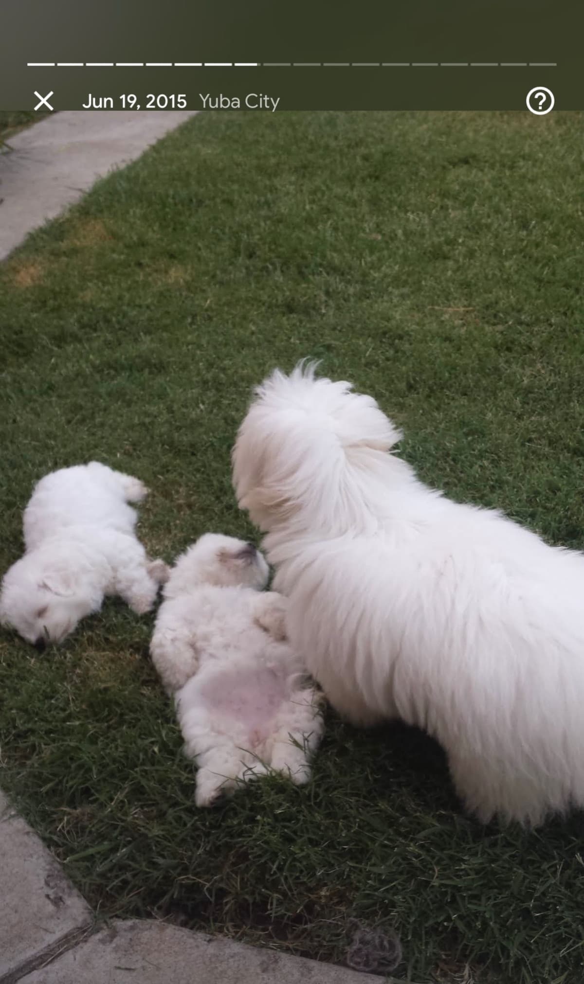 Coton de Tulear Puppies at Sutter Buttes Coton De Tulear breeder image 26