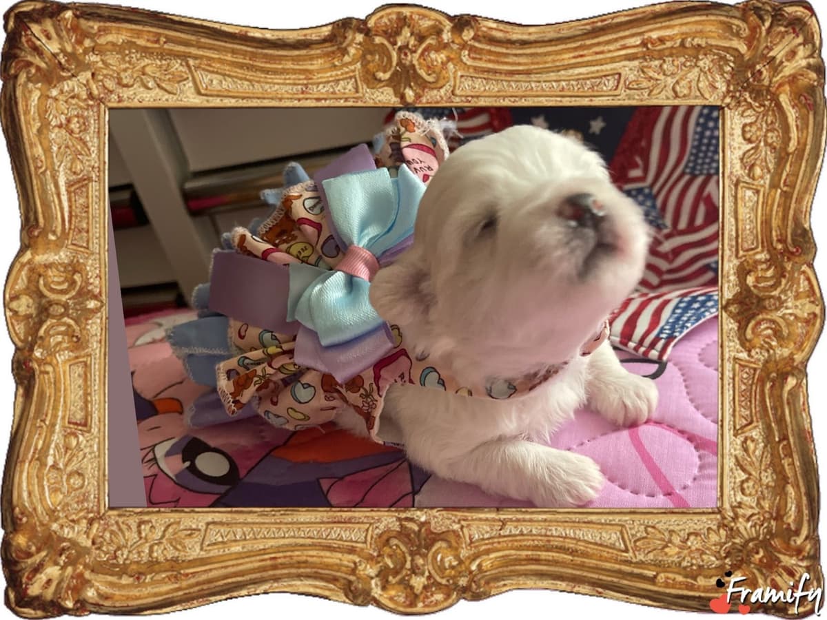 Coton de Tulear Puppies at Sutter Buttes Coton De Tulear breeder image 28