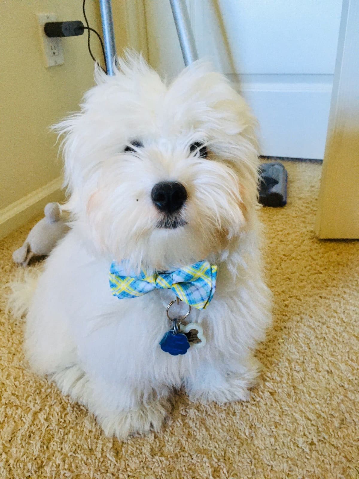Coton de Tulear Puppies at Sutter Buttes Coton De Tulear breeder image 29
